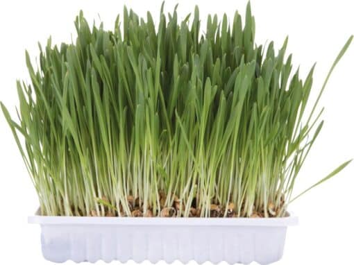 Kattegræs 100g
