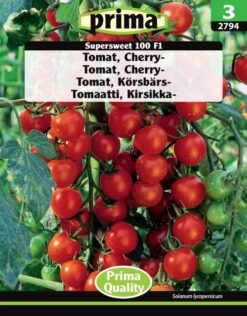 Tomat, Cherry-, Supersweet 100 F1