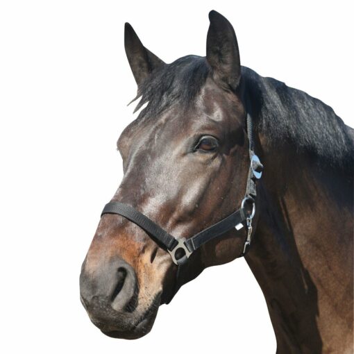 Nylongrime Sort Pony