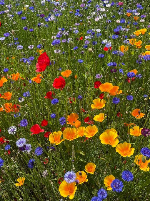 Landmandens Blomsterblanding 10 kg
